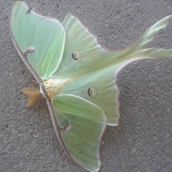 Meet your Posher, Mark - Picture 1 of 1